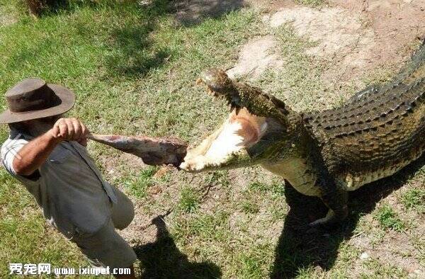 澳洲骑鳄大师布莱德尔喂食鳄鱼时遭狠咬重伤
