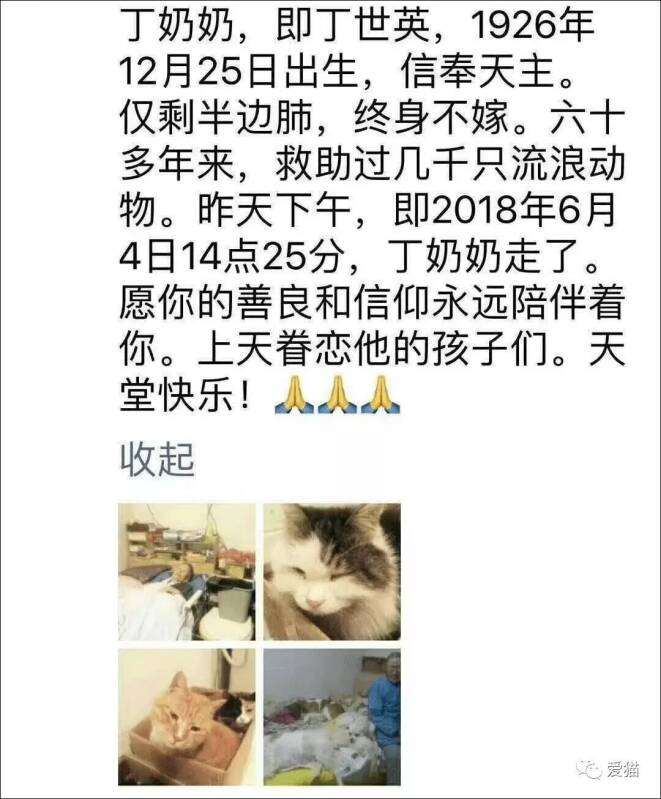 那位救助了几千只流浪猫的老人，带着遗憾去了天堂...