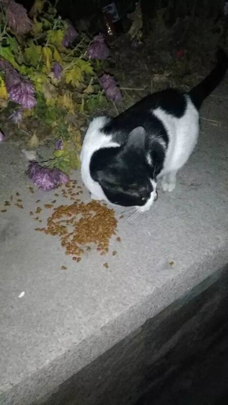 小区的老人都怎么了？喂个流浪猫赶我走，还骂骂咧咧说话难听