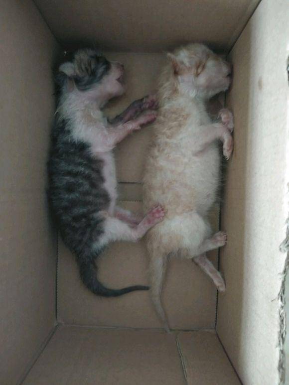 遇到两只未睁眼的小奶猫，就在太阳下暴晒，女孩不忍心就抱回了家
