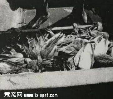 为吃野鸭毒死上百只珍稀鸟类，他们将被判刑和赔偿