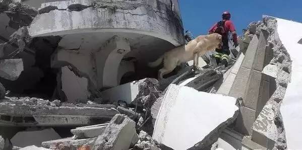地震中，搜救犬连续4天没日没夜的救人，自己却疲劳过度而去世...