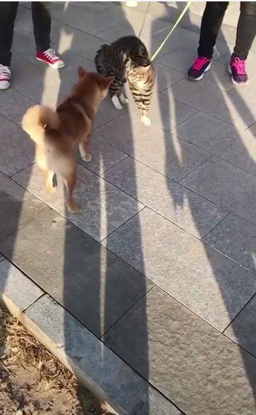 柴犬上前去打招呼，却被猫咪一拳干翻，网友：狗子这演技没谁了！