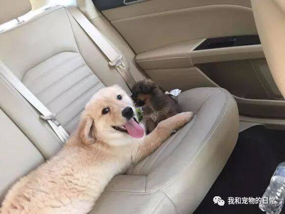 金毛在路上捡了一只小奶狗回家，结果第二天狗爸狗妈直接上门要狗！