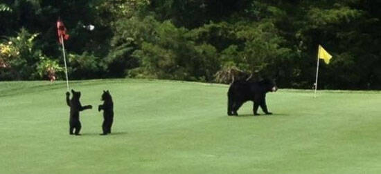 美国两只熊宝宝在高尔夫球场玩耍旗杆 摸样可爱惹人喜
