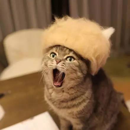 你考虑过猫咪的感受吗！