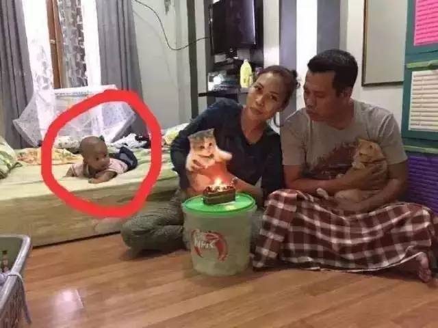 网友给猫过生日，本来很暖，但看到后面那一只时就笑喷了...