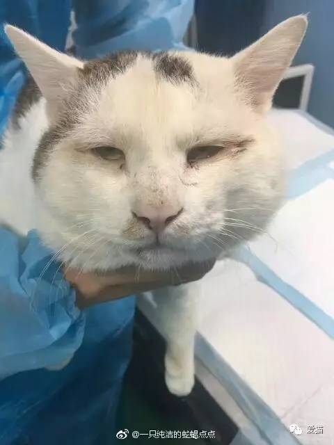 宠物医院救了一只眼睛睁不开的流浪猫，给它做了个双眼皮手术后，结果...