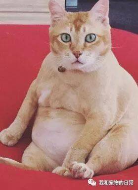 原来橘猫不是最容易发胖的猫，当你看了猫奴们晒出的自家猫咪就明白了！