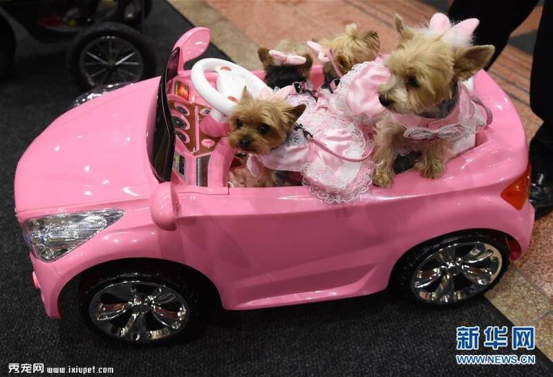 第14届纽约宠物时装秀，宠物狗乘坐汽车亮相