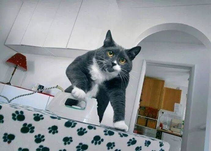养猫之前，我以为养猫是这样的。。。