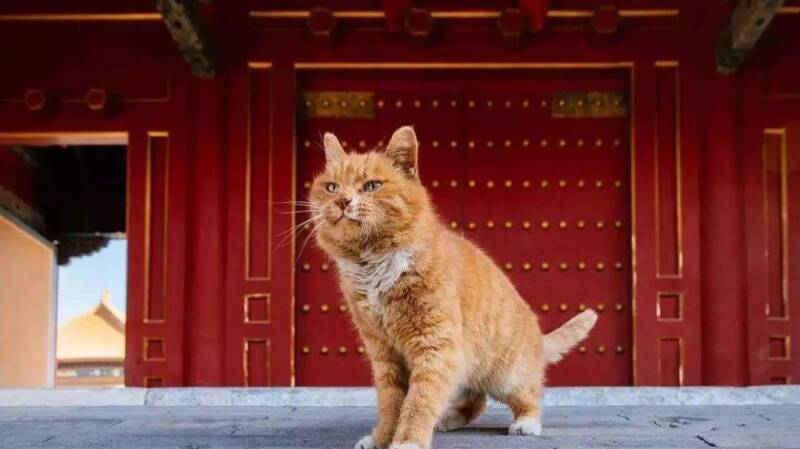 广州塔想模仿故宫靠养猫蹭流量，这事儿行得通吗！