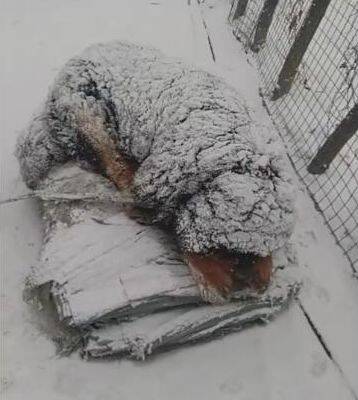 藏獒在雪地睡觉，冷得不停抖，再厚的毛也挨不住这么冷的天