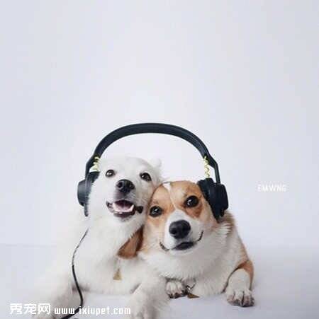 柯基犬与狐狸犬的幸福生活