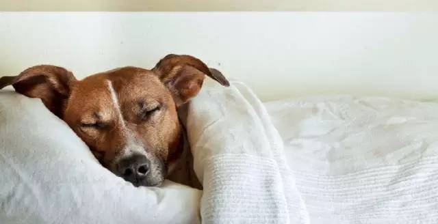 【宠物知识】睡觉可让狗狗长寿