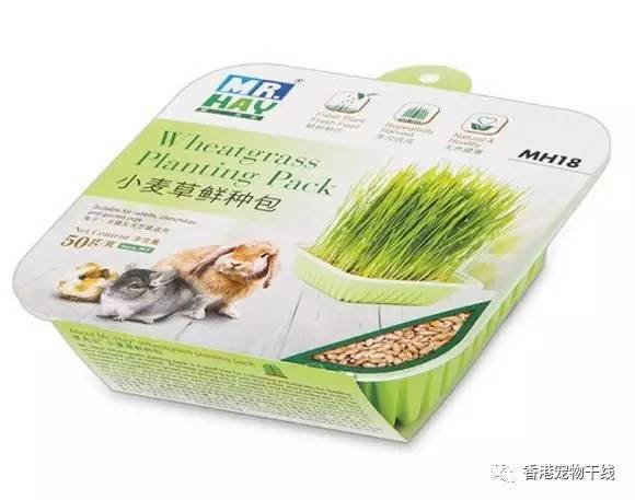 产品 | 强烈推荐 | 科普：豚鼠最应食用小麦草，鲜吃享受