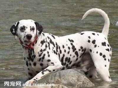 北京41种禁养犬名单及品种图片