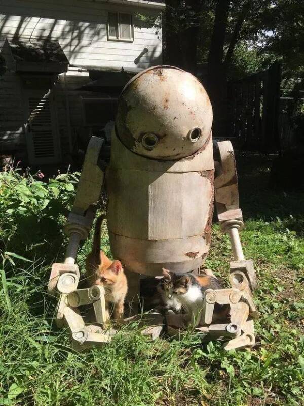 把废旧机器人放在院子里，然后就被喵星人占领了