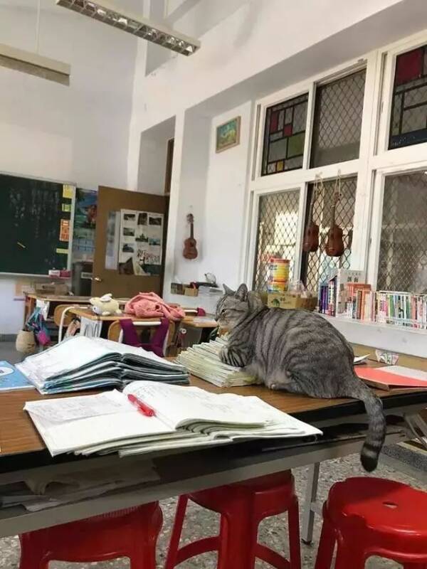 临近期末考试，学校的猫咪监察员都坐不住了，考试挂科就怪它们