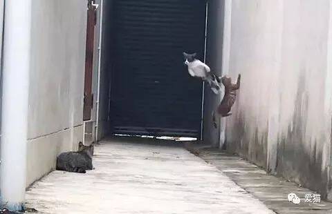 奶牛喵在巷子遇到3只仇家猫，以为会怂，没想到还是个练家子的！
