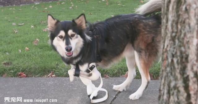 3D打印残疾狗义肢 让狗狗重获自由