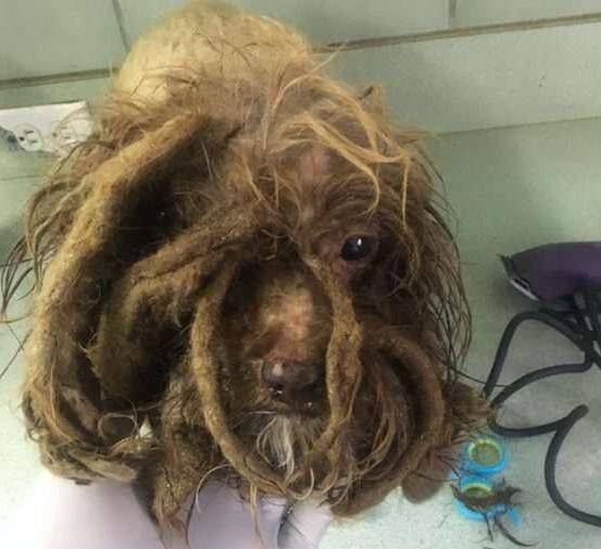 流浪3年的狗狗被厚重毛发吞噬，帮剃后它激动狂舔好心人