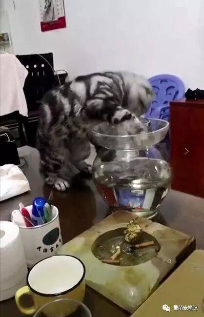 美短猫为了吃鱼故意把鱼缸打碎，网友：从此世界上又少了一只猫！