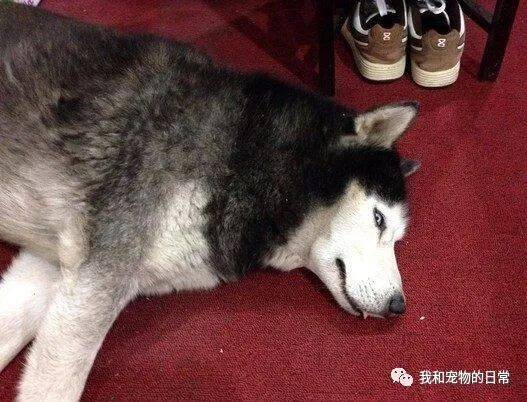 网友家的哈士奇把流浪小猫误认成自己宝宝，直接叼住回家喂养，真是一孕傻三年啊！