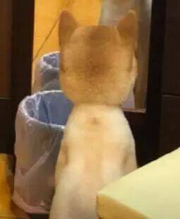 网友说，他家柴柴剃完毛回家后，坐在镜子前好久了……