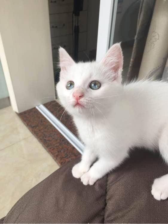 捡到只被遗弃的流浪猫，喂养一月后，噩梦就开始了
