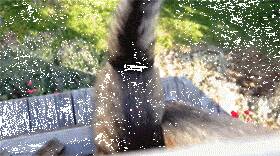 这只喵咪正在花园里晒太阳，结果看到主人出现在二楼阳台上...