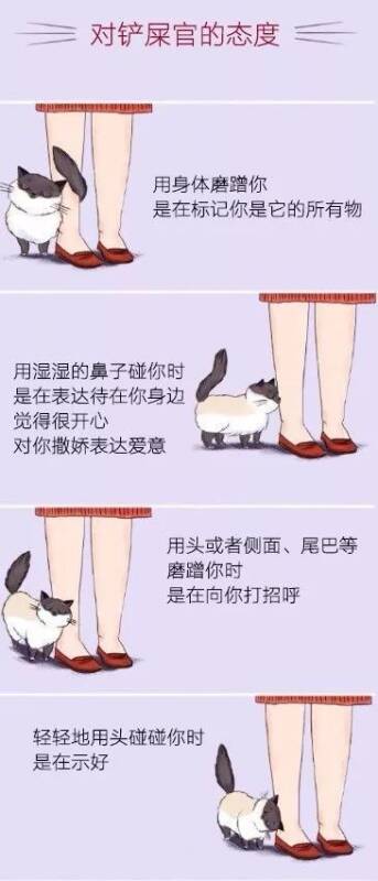 岛国一漫画家总结了猫咪各种动作的含义，是该好好学习下了....