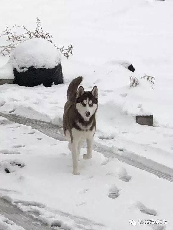 带哈士奇出去玩雪，结果它直接把主人甩了非要和陌生人回家！