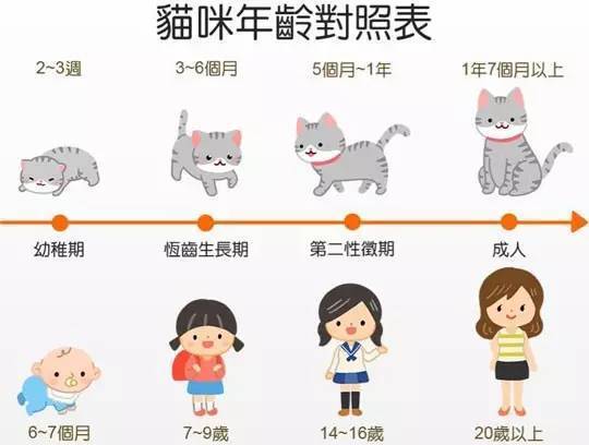 猫奴必看的14个猫咪知识点，你知道几个？