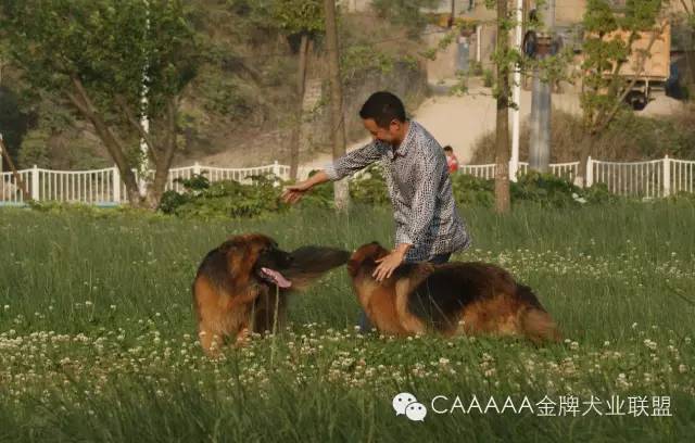 犬类繁殖技术——回血交配法