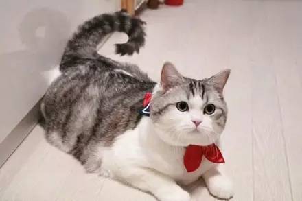 给猫咪买了个水手服项圈，戴上后画风突变...