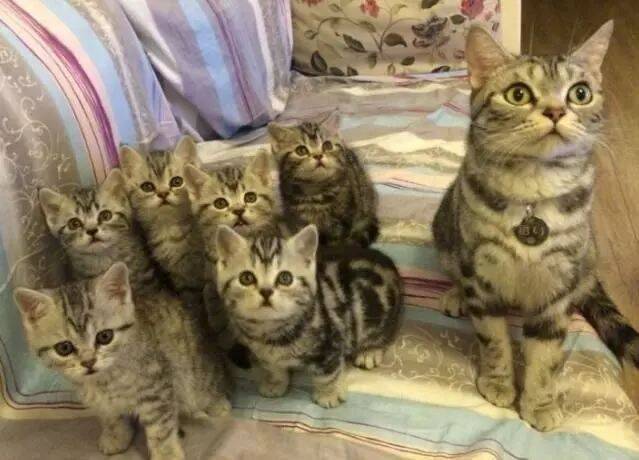 猫妈生了6个娃，铲屎官每次进门都要遭到小奶猫的“围攻”