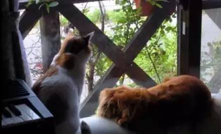 猫咪刚过世，没想到狗子竟然这么做....