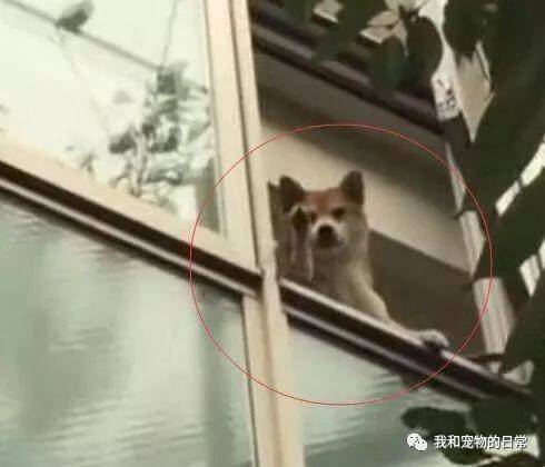 柴犬在阳台不停的对去上班的主人挥手，柴犬：路上小心，记得早点回来啦！