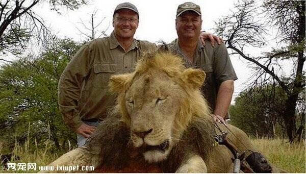 辛巴威非洲最著名的狮子塞西尔遭牙医帕尔马剥皮割头