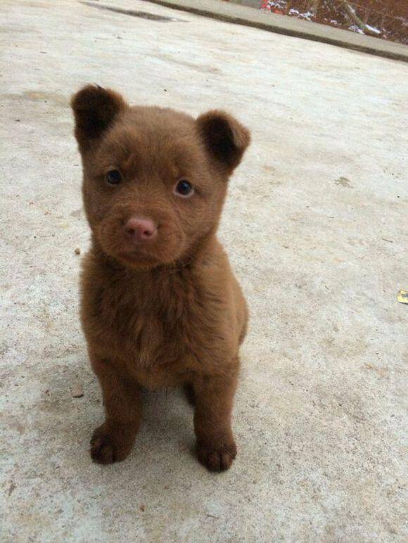 中国原生犬胡子狗：保留原始猎性在山林穿梭的猎犬