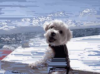 狗子在看大海，转头发现被偷拍后，它的反应敲可爱....