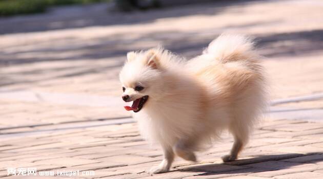 小型犬养什么好_推荐小型犬的品种及图片