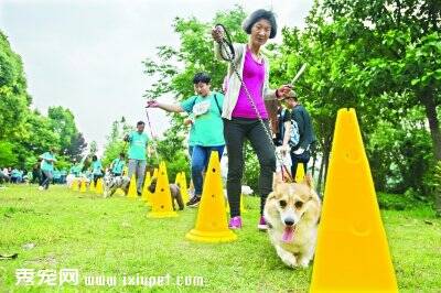 武汉千犬参加狗狗马拉松 倡导文明养宠的理念