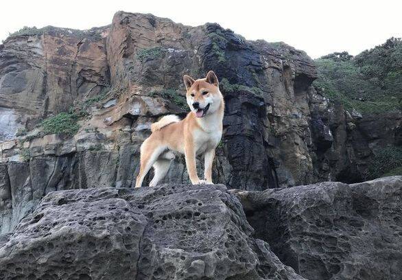 这只游泳健将小柴犬，最爱的竟然是在海上捡垃圾！