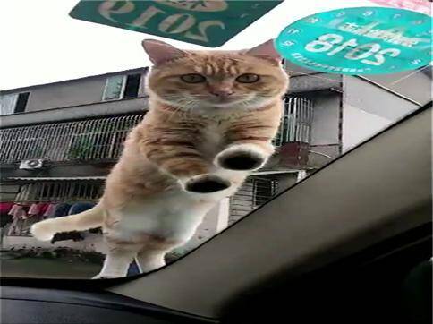 网友开车被一只霸气的流浪猫碰瓷，猫：开车门，准你做我的铲屎官