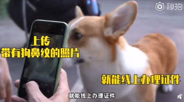 杭州成为首个“数字养宠城市”！率先推出宠物鼻纹身份证