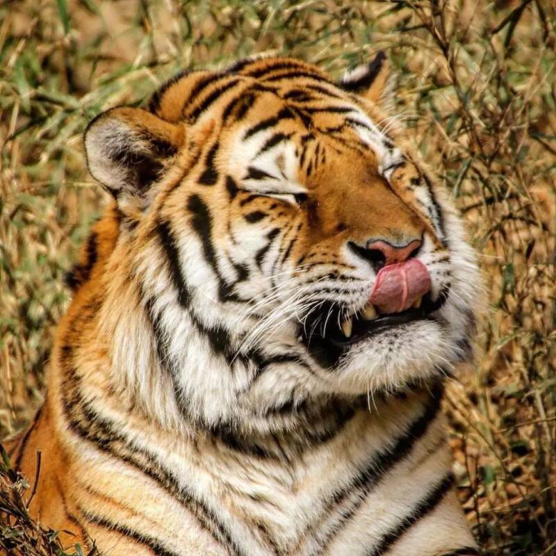 这种傻fufu的大猫们，要不要来吸一口呀！