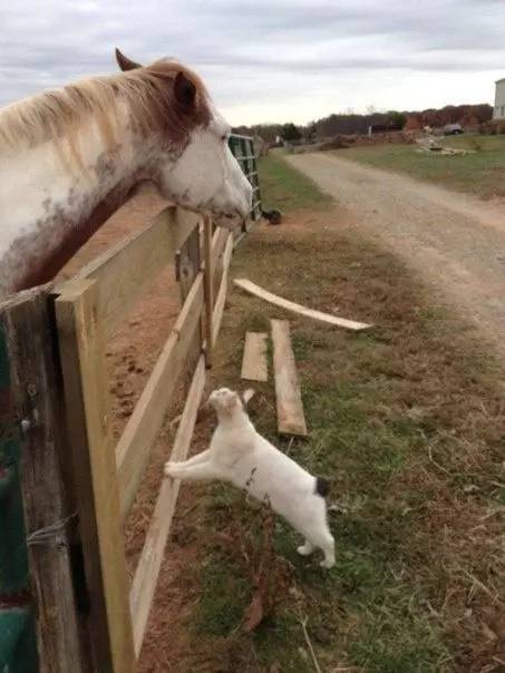 猫咪爱上一匹野马，努力爬上栏杆想和马儿来个深情拥抱