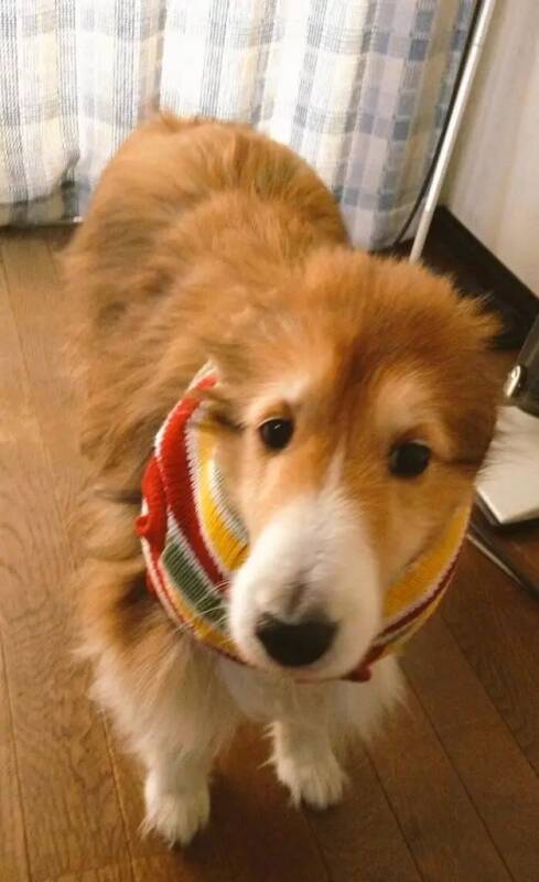 主人给狗子买了件毛衣，到货后...这大概是围巾？